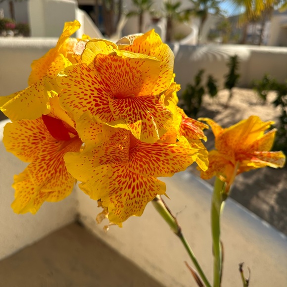 Meet your Posher, Ryan - Picture 5 of 5